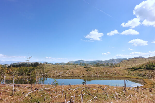 Destroyed forest at Black lake